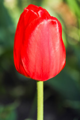 Fototapeta premium Bud of a Tulip on a beautiful background of macro