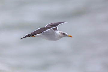 Fototapeta na wymiar Lesser Black-backed Gull flying oivet the mediterranean sea