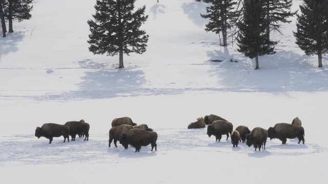 winter shot of a bison herd standing in the snow at yellowstone national park in wyoming, usa