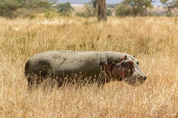 タンザニア・セレンゲティ国立公園で見かけた、珍しく陸を歩くカバ