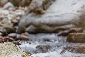 White-throated Dipper standing on a rock in the middle of a mountain stream