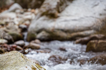 White-throated Dipper standing on a rock in the middle of a mountain stream