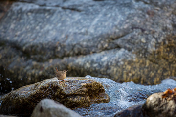  Eurasian Wren standing on a rock in the middle of a mountain stream