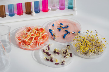 Herbicide-treated corn, suflowers, chick-pea seeds in a Petri dish and sprouted seeds on a table with test tubes