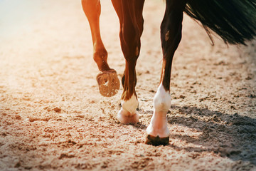 The feet of a black racehorse galloping across a sandy arena, its hooves kicking up sand and dust...
