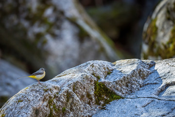 Closeup of a Grey wagtail standing on a rock