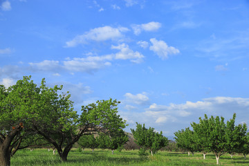 Fototapeta premium trees and sky