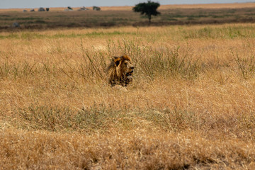 タンザニア・セレンゲティ国立公園で見かけた、草原と同化するオスライオン