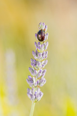 Rosemary beetle standing on a flower of lavander