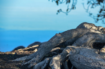 tree branch