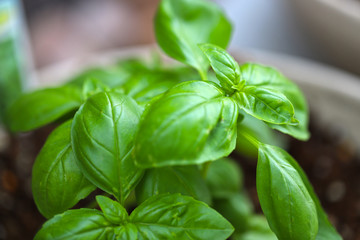 スイートハーブ