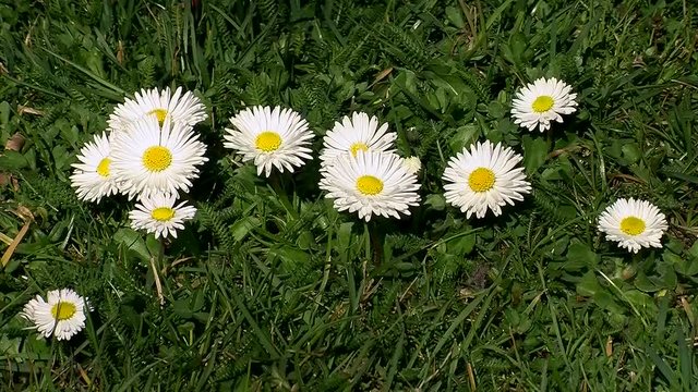 G&auml;nsebl&uuml;mchen zittern im Wind (Kamerazoomfahrt)