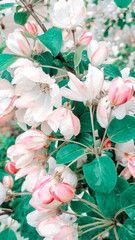 Flowering of decorative apple trees