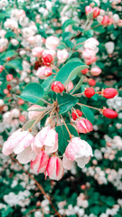 Flowering of decorative apple trees