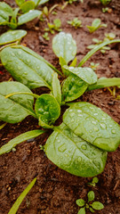 kitchen garden spinach