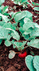 Radish kitchen garden. Summer mood