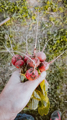 Radish kitchen garden. Summer mood