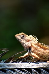 golden colored lizard