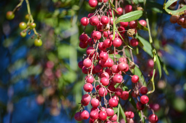 red berries on a tree