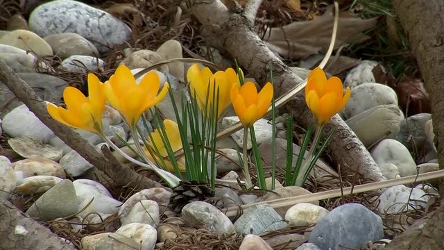 Gelbe Krokusse zittern im Wind