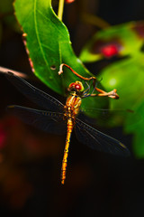 A yellow dragonfly taken at night