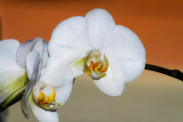 Naklejka na ściany i meble Warmes Farbspiel in Kombination einer Orchidee