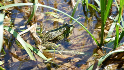 frog in the thicket of the river
