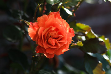 Nahaufnahme einer Rose mit unscharfen Hintergrund