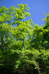 trees in the woods