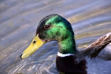 Nasser Erpel im Profil