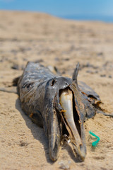 Dead dolphin washed up in Portugal beach