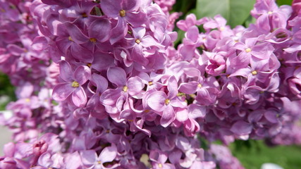 blooming lilac flowers close up