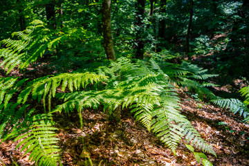ferns in the forest