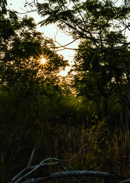 Jungle background © Priyadarshi Ranjan
