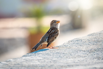 Sparrow amusingly sits on a stone wall in bright sunlight with a smooth background.