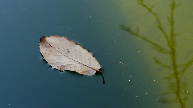 Poetic Autumn Fallen Leave Sunbathing in her Private Swamp, 4K
