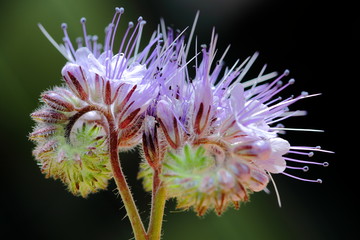 blume, distel, natur, lila, pflanze, green, makro, pink, sommer, aufblühen, wild, flora, blühen,...