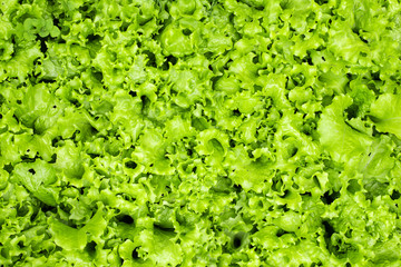 Green lettuce leaves on garden beds in the vegetable field. Gardening background with green salad plants. Lactuca sativa green leaves, closeup. Leaf Lettuce in garden bed. Macro