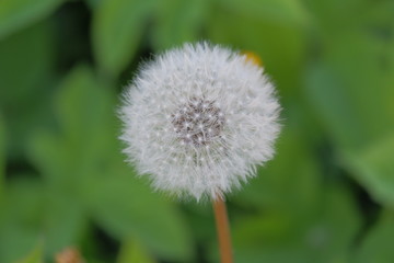 Mature dandelion (Taraxacum) on a green background