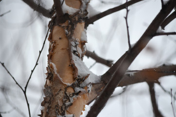 snow on tree