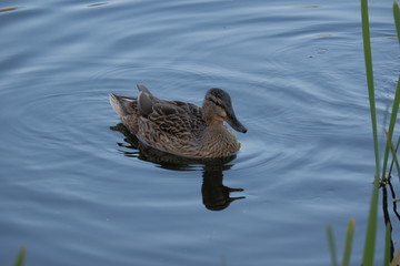 ducks swimming in a pond