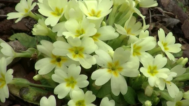 Ganz leicht bewegen sich die Primeln (Schl&uuml;sselblumen) im Wind
