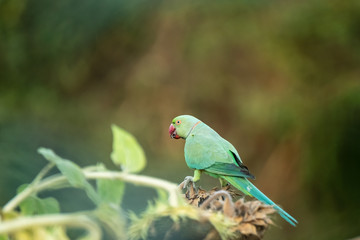 Colorful birds, living in the morning in nature