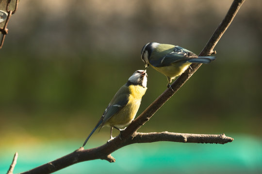 Blue tits courting in spring