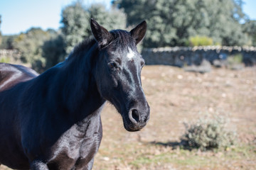 Obraz premium Konie w przyrodzie