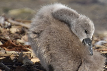 cygnes et cygneaux