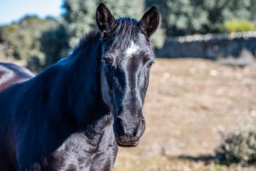 Horses in nature