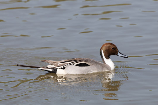 Side view of a Pintail (anus acuta) duck on water showing long tail and striking markings.Image
