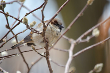 sparrow on a branch