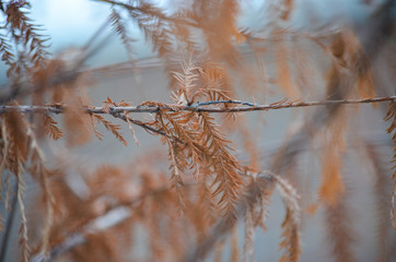 branches of a tree